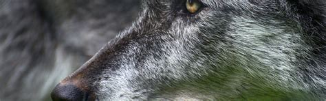 Download wallpaper eyes, look, wolf, predatory, section animals in ...