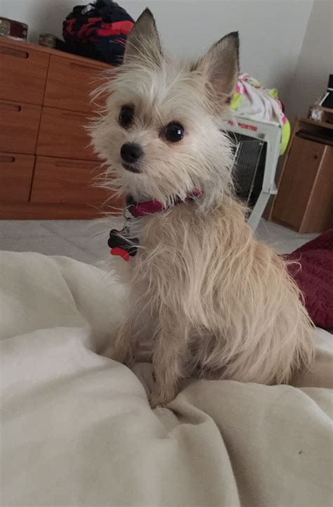 Yorkie Terrier Chihuahua Mix