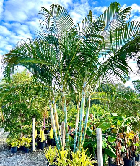 Areca Tree