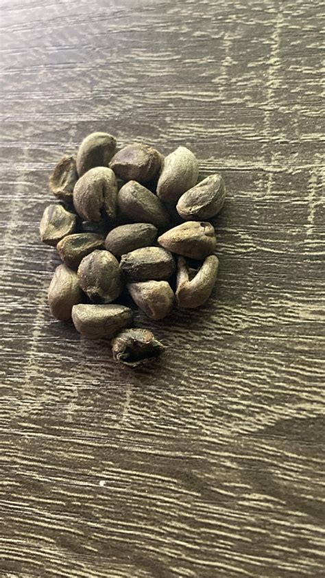 Are these legit? (Hawaiian baby woodrose seeds) : r/LSA