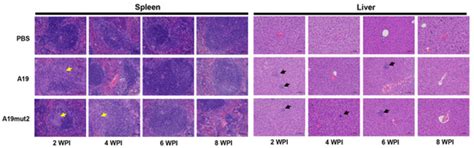 Vaccines | July 2023 - Browse Articles