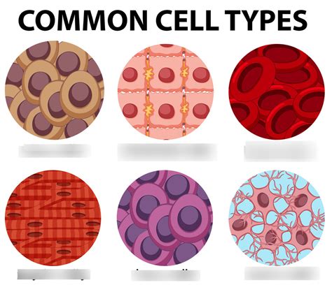 Image result for Human Cell Types and Functions
