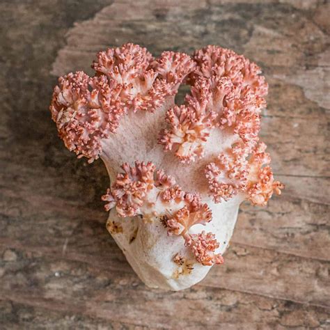 Pink-Tipped Coral Mushrooms (Ramaria botrytis) - Forager | Chef