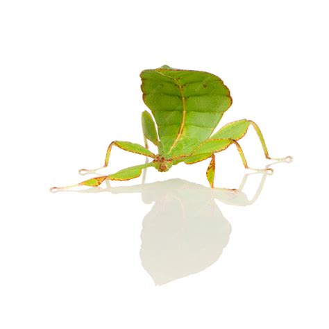 Premium Photo | Leaf insect, phylliidae - phyllium sp in front on a ...