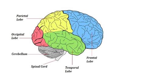 Diagram Of Brain - Structure, Part Of Brain