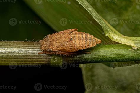 Sharpshooter Insect Molt 26747358 Stock Photo at Vecteezy