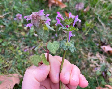 Secret Stories of the Weeds: Henbit & Deadnettle — Blue Ridge Botanic
