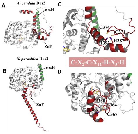 Evolutionary Diversity of Dus2 Enzymes Reveals Novel Structural and ...