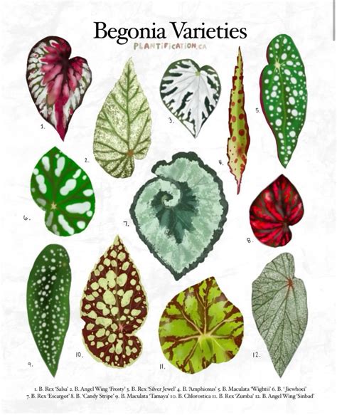 Begonia Varieties | Beautiful house plants, Plant decor, Planting flowers