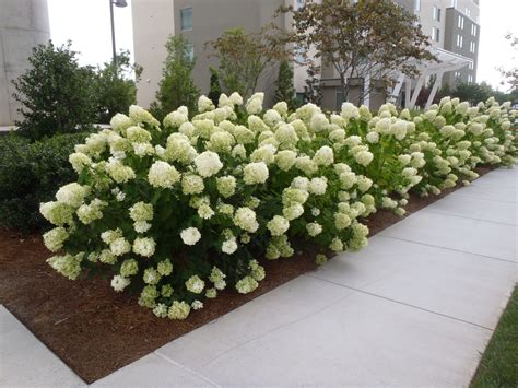 Landscaping With Dwarf Hydrangeas