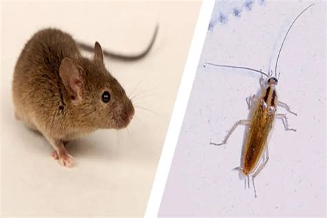 Do Mice Eat Roaches? | APB