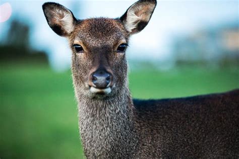 Image result for Deer Exploding