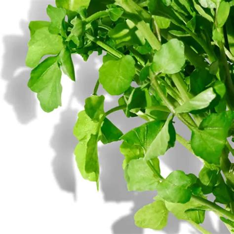 LiftDefine Radiance Face Mask