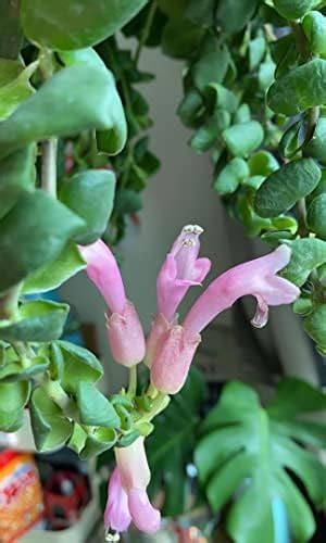 Buy ROYAL LAND Aeschynanthus radicans Thai Pink Lipstick Vine Rare 1 ...