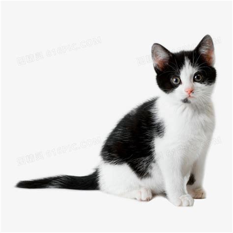 这些猫咪的黑白照片非常有意境-ZOL手机壁纸