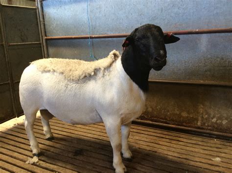 Sheep For Sale - Dorper Sheep Society Australia
