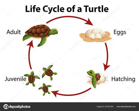 Diagram showing life cycle of sea turtle Stock Vector by ©blueringmedia ...