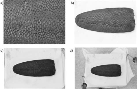 Finding Tails 的图像结果