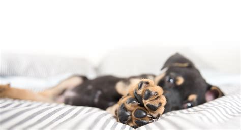 Boarding - Vet in Bastrop | Bastrop Veterinary Hospital