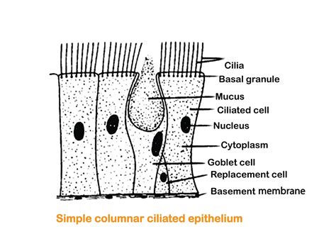Ciliated Epithelial Cell For Kids