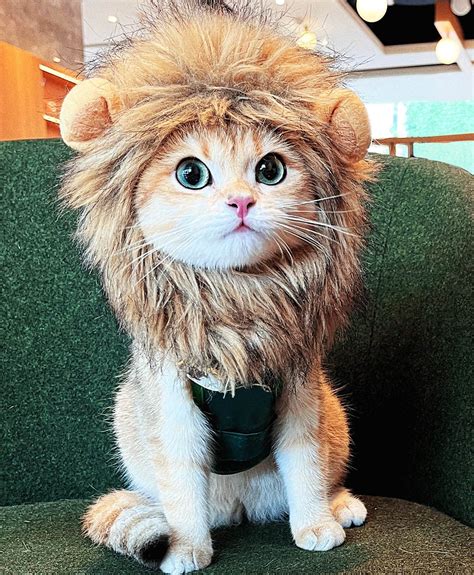 Lion Costume For Cats
