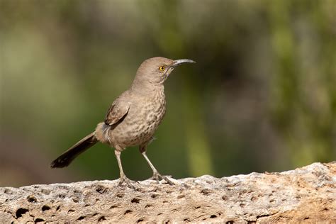 Common Backyard Birds In Arizona at Logan Lovelace blog