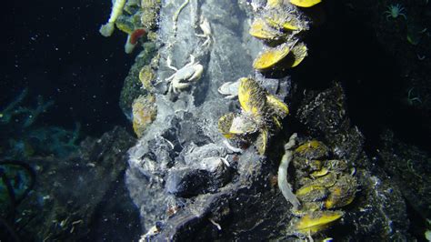 Unexpected New Species Discovered in a Deep-Sea Hydrothermal Vent Provides a Deeper ...