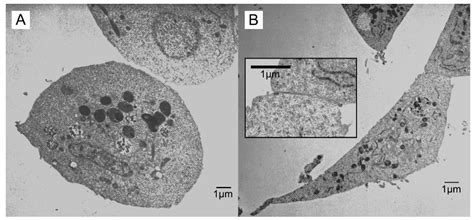 Chemical Treatments for Insect Cell Differentiation: The Effects of 20 ...