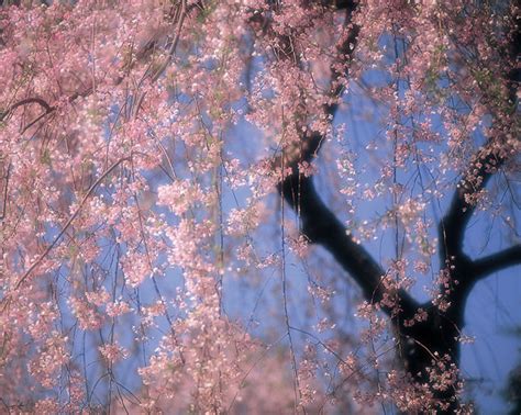 櫻花邂逅春雨 韓國釜山迎來浪漫“櫻花雨”【組圖】--韓國頻道--人民網