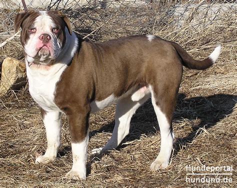 Alapaha Blue Blood Bulldog Foto 23419 - hundund.de