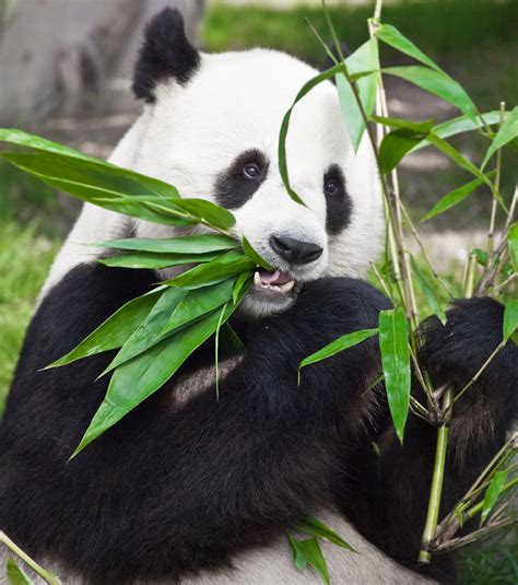 Comment les pandas arrivent-ils à se nourrir uniquement de bambou