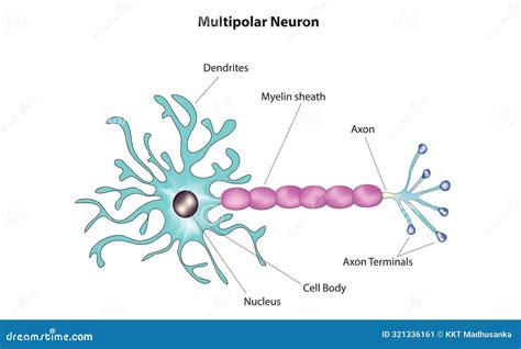Multipolar neuron anatomy stock vector. Illustration of dendrites ...