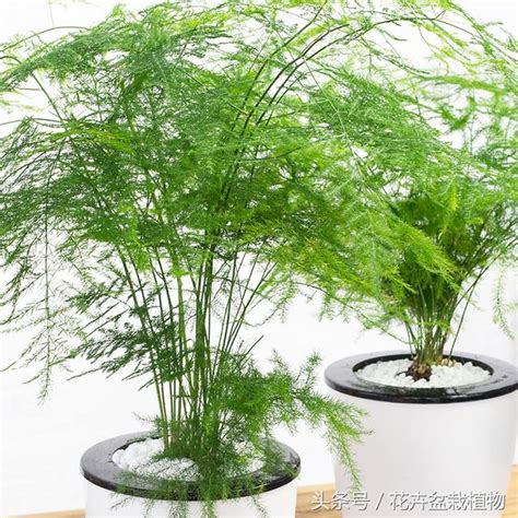 文竹盆栽植物，室內吸甲醛淨化空氣好幫手 - 每日頭條