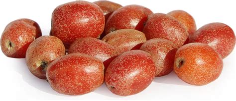 Silver Berry Fruit Plants (Elaeagnus Commutata) – veliyathgardens