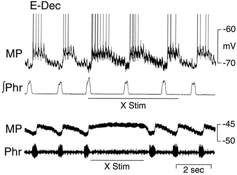 Respiratory Neurons Mediating the Breuer–Hering Reflex Prolongation of ...