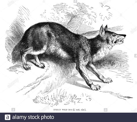 Indian dogs animal Cut Out Stock Images & Pictures - Alamy