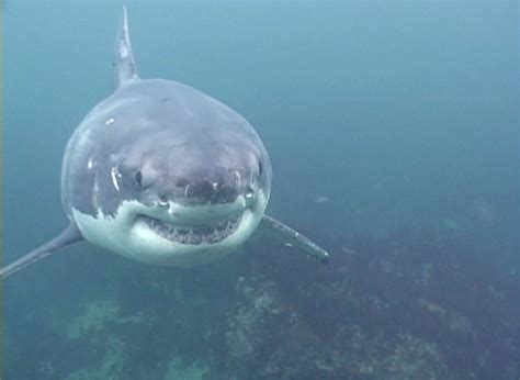 Great White Shark Images Underwater