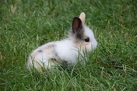 Image result for Cute Rabbit Teacup
