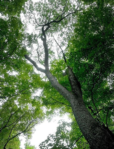 Black cherry tree at Seven Mile Creek Park named biggest of its kind in ...