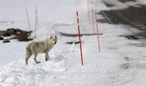 Free Images : nature, snow, cold, winter, looking, wildlife, wild, fur, portrait, weather, usa ...