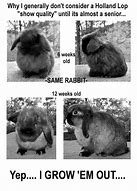 Image result for Baby Holland Lop Bunnies