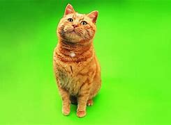 Image result for Rabbit and Cat Ginger