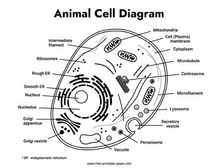 Animal Cell Biology 的图像结果