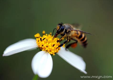 梦见蜜蜂蛰自己是什么意思预兆 - 原版周公解梦大全