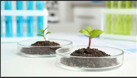 First Botany 的图像结果