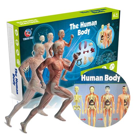 Buy Homgee Human Body Model Organs and s Simple Assembly Learning Tool ...