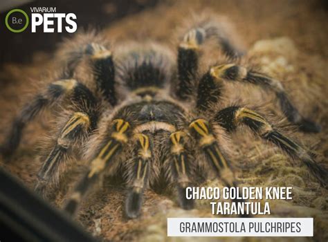 Grammostola Pulchripes: Chaco Golden Knee Tarantula Care