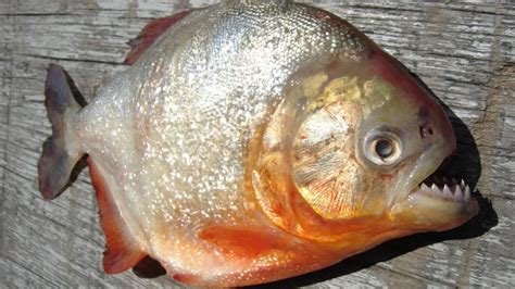 Meet the flesh-eating fish: Discover South America’s piranha that tears ...