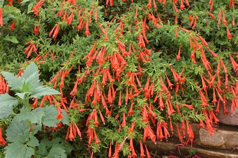 Ground Cover Plant Orange Flowers at Felipe Heidt blog