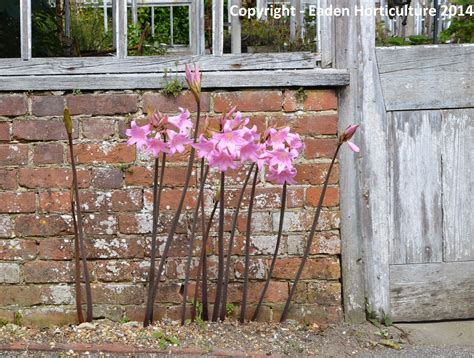 HOW TO GROW AMARYLLIS BELLADONNA |The Garden of Eaden